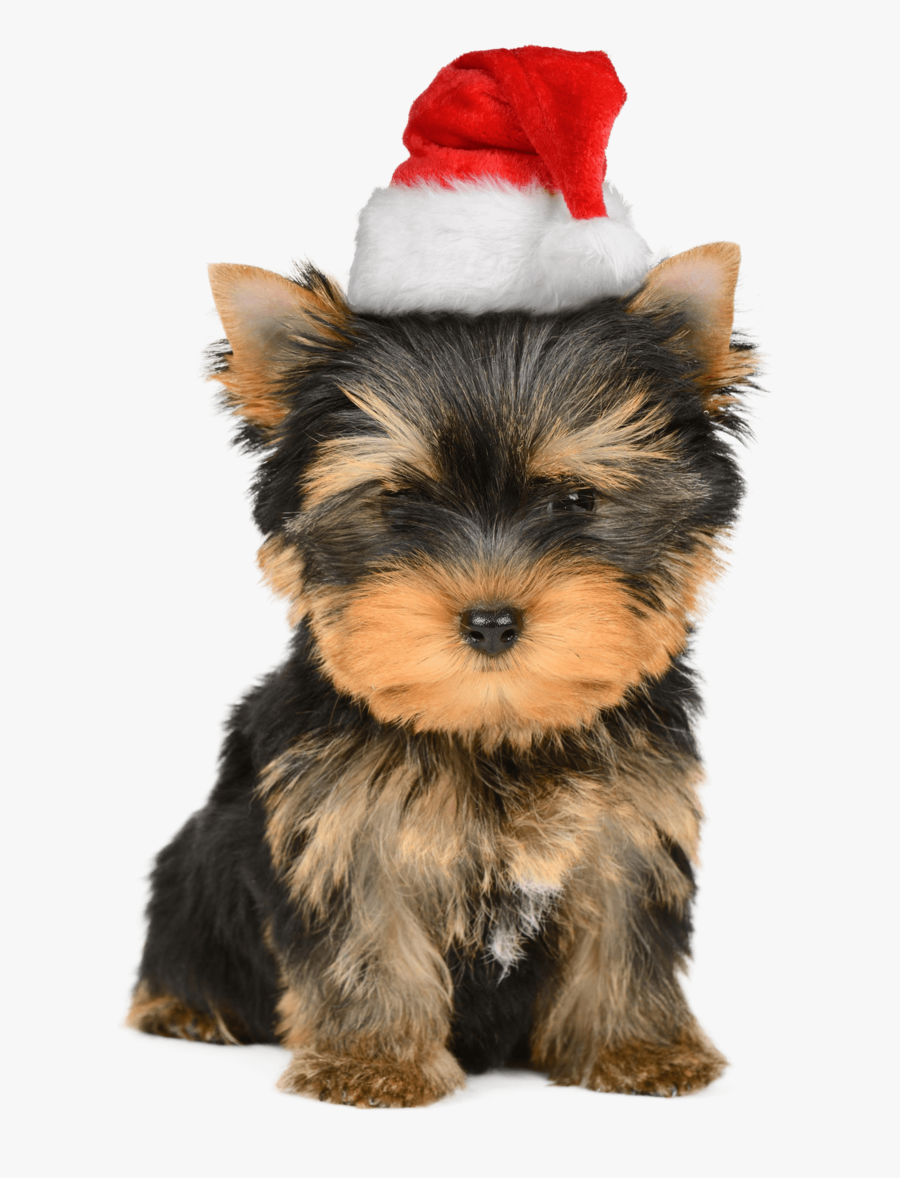 Yorkie Christmas, Transparent Clipart