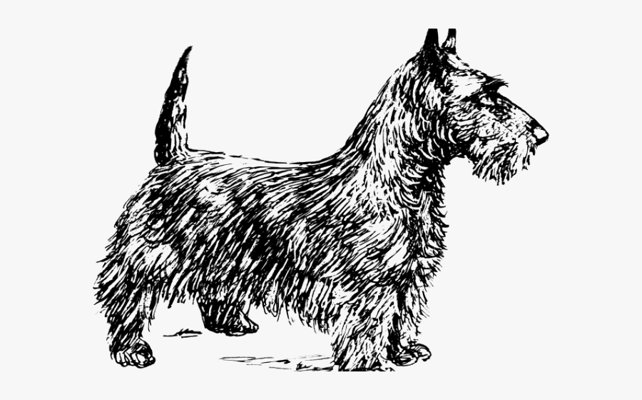 Transparent Terrier Clipart - Drawings Of Scottish Terriers, Transparent Clipart