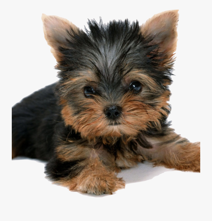 Transparent Yorkie Png - Yorkshire Terrier Transparent Background, Transparent Clipart