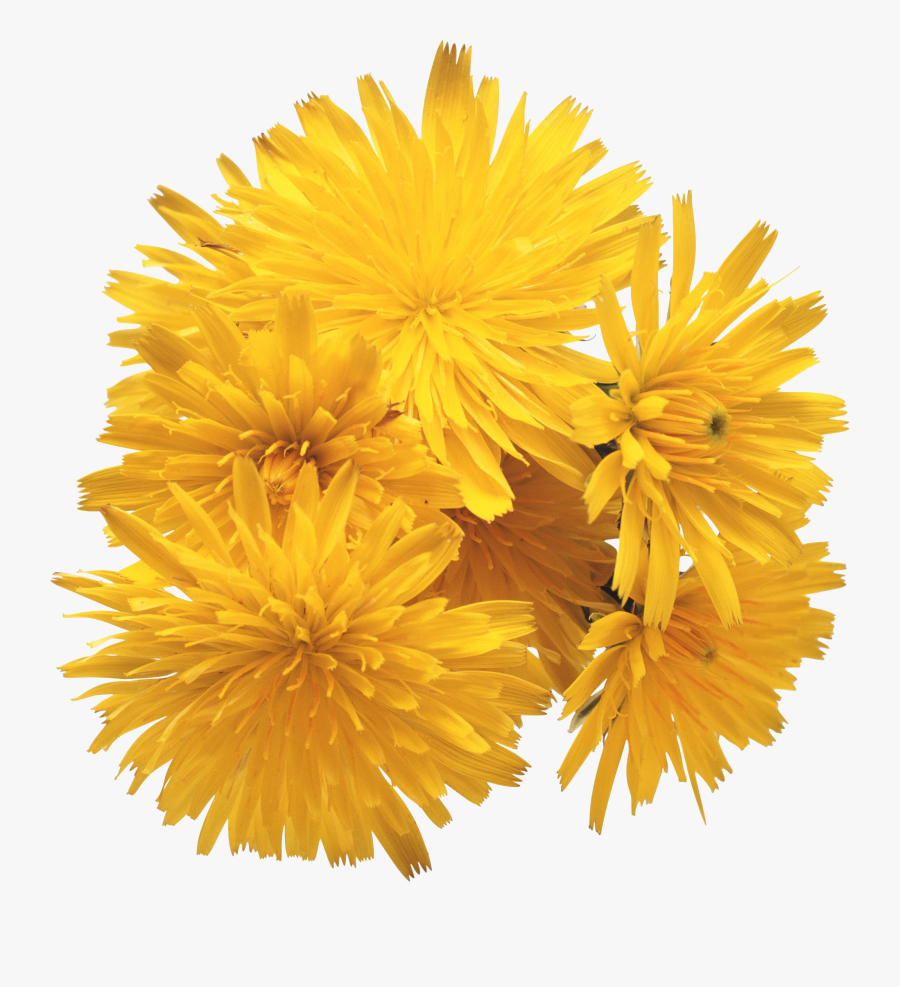 Одуванчики Png, Transparent Clipart