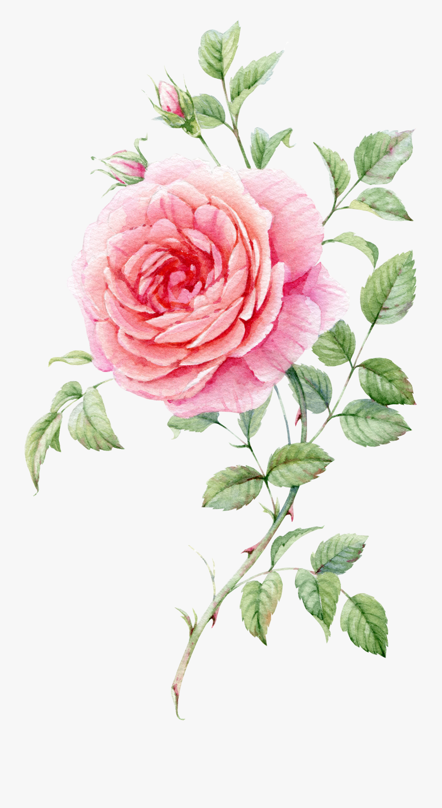 Pink Painted Life - Watercolor Rose Pink Png, Transparent Clipart