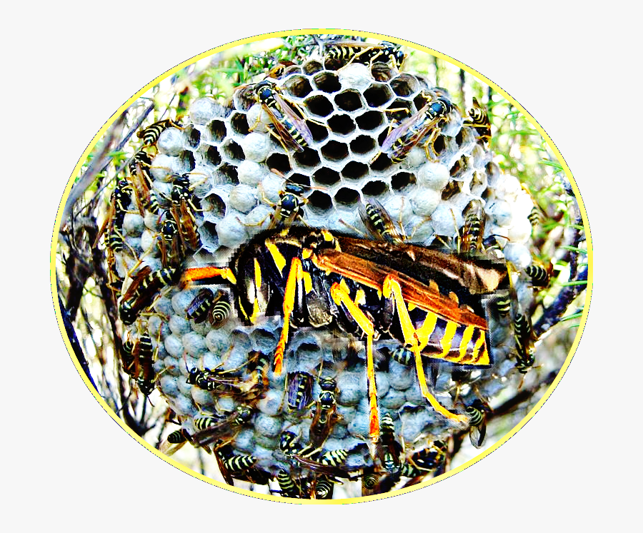 Transparent Killer Bee Clipart - Hornets Bees Nest, Transparent Clipart