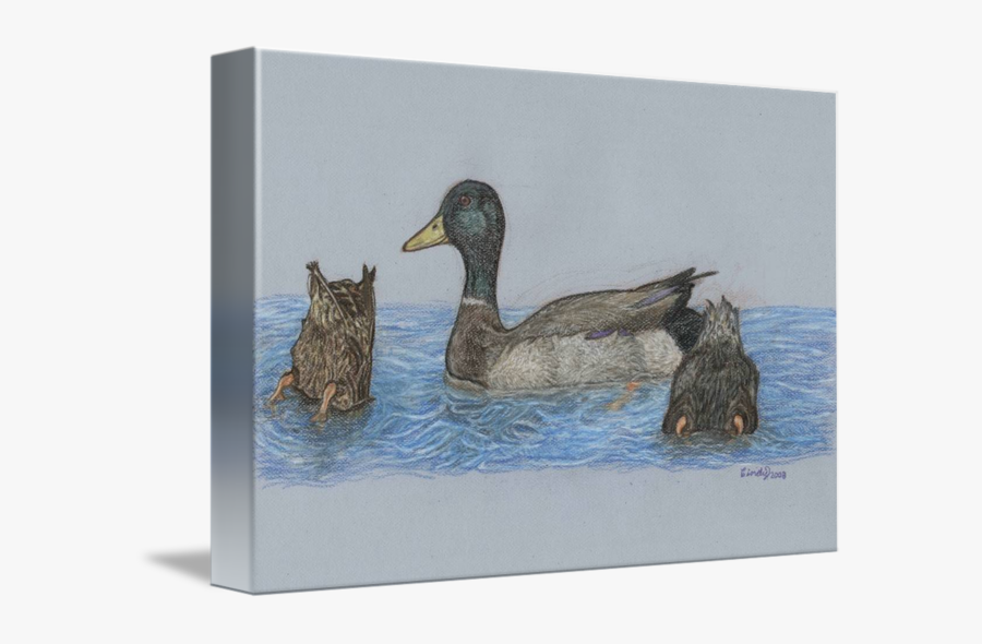 Mallard, Transparent Clipart