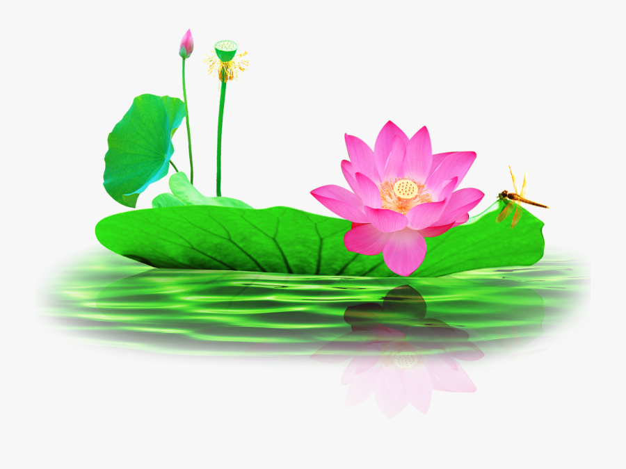Hd Picture Free Nelumbo - Lotus In Pond Clipart, Transparent Clipart