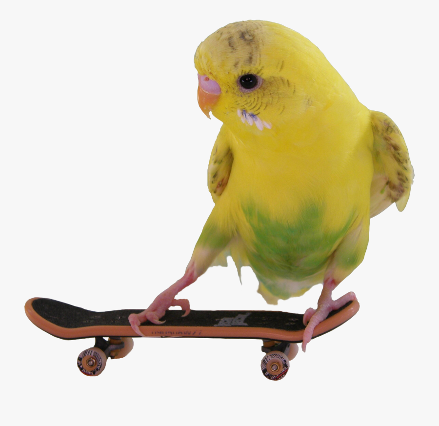 Transparent Skateboard Clipart - Budgie Png, Transparent Clipart