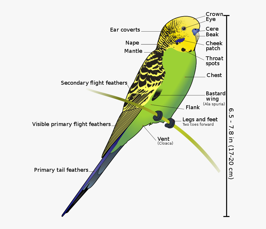 Parrot Clipart Diagram - Budgerigar Diagram, Transparent Clipart