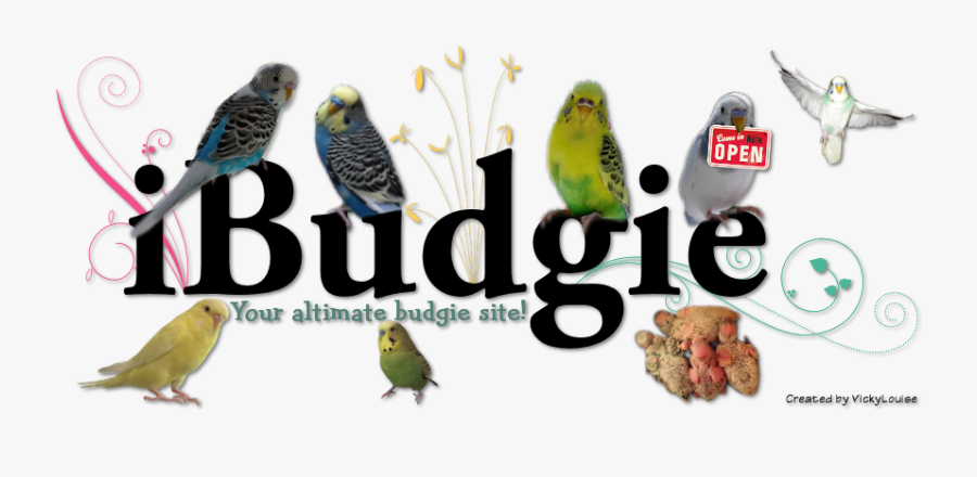 Clip Art Budgerigar Color - Budgie Word, Transparent Clipart