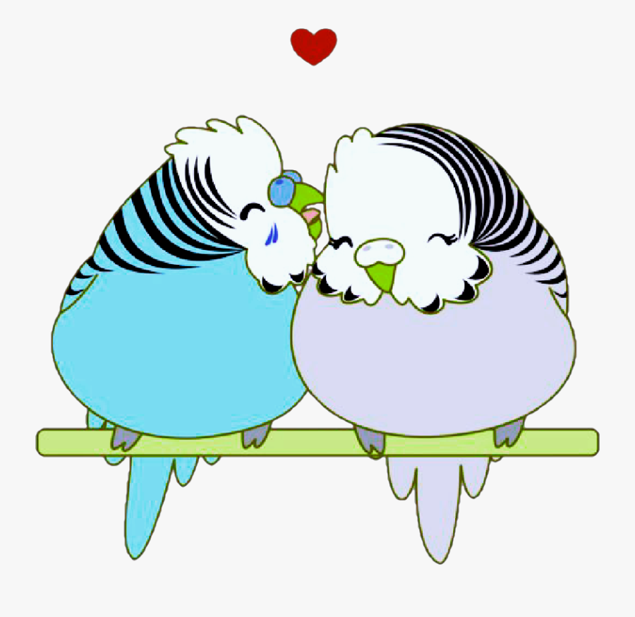 #budgie #budgies #birds #cutelittlebirds #pets #animals - Budgerigar, Transparent Clipart