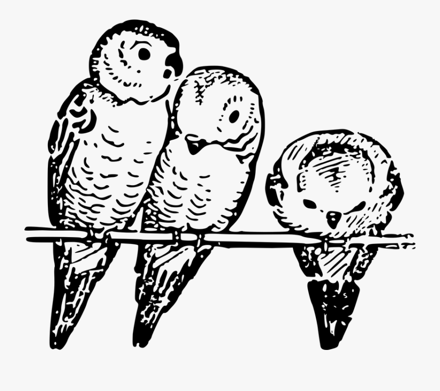 Transparent Parakeet Png - Only The Disciplined Are Free Eliud Kipchoge, Transparent Clipart