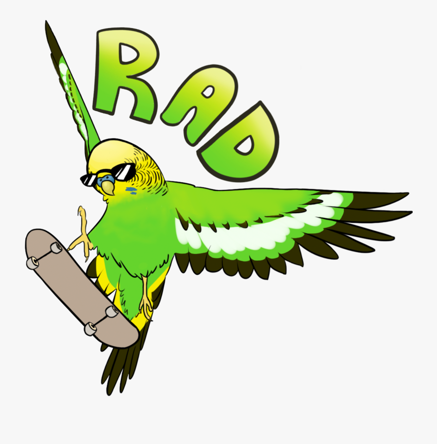 Budgie On Skateboard - Parakeets Clipart, Transparent Clipart