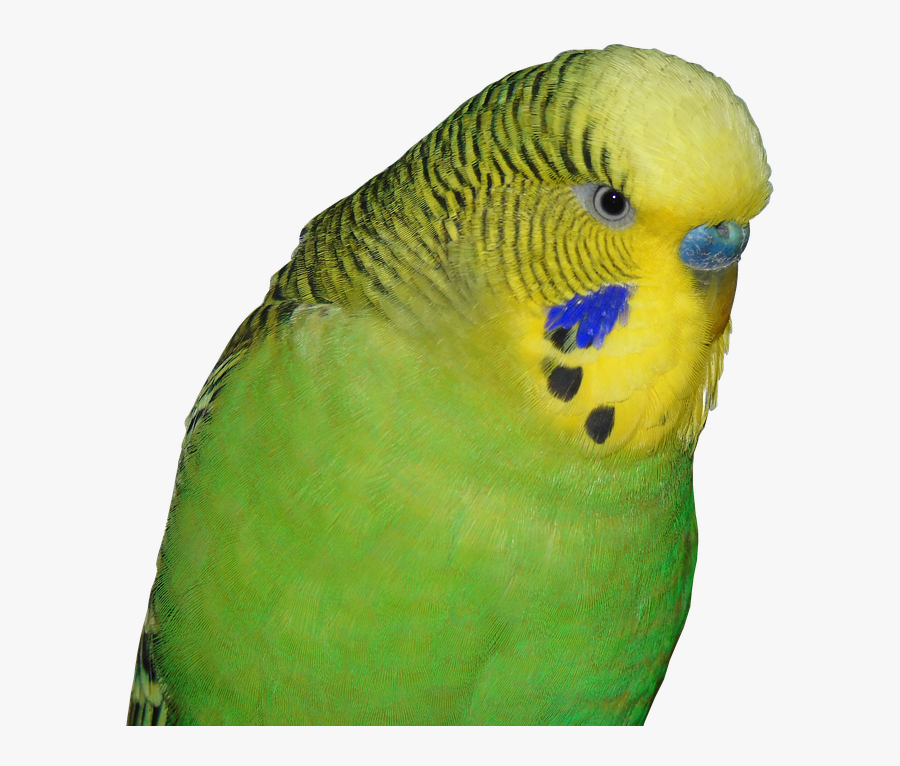 Budgie Bird Animal World Small - Budgie Png, Transparent Clipart