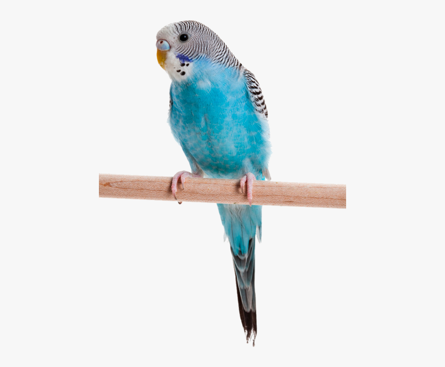 Blue Budgie, Transparent Clipart