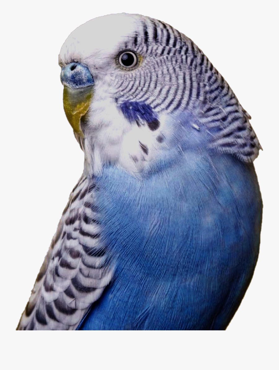 #budgie #budgies #birds #cutelittlebirds #pets #animals - Piolho De Periquito Australiano, Transparent Clipart