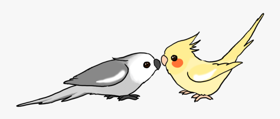 Cartoon Cockatiels By Water - Cockatiel Bird Drawing, Transparent Clipart