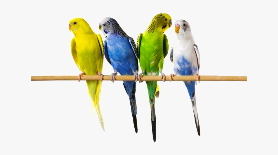 Melopsittacus Undulatus, Transparent Clipart