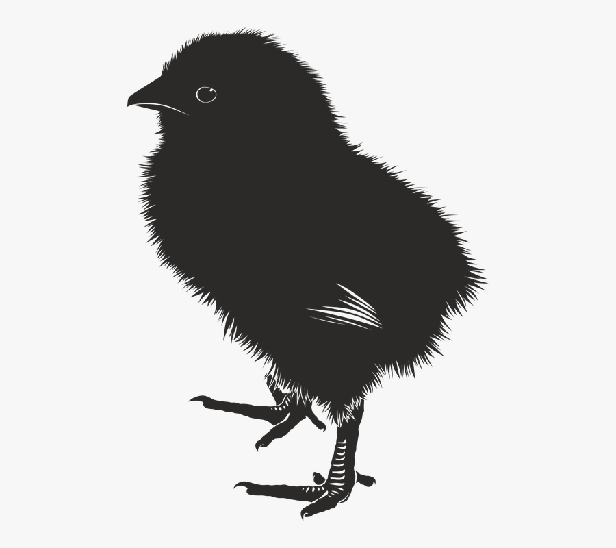 Chicks Wallpaper Baby Chicks Chicks Hd , Transparent - Baby Chick Silhouette, Transparent Clipart