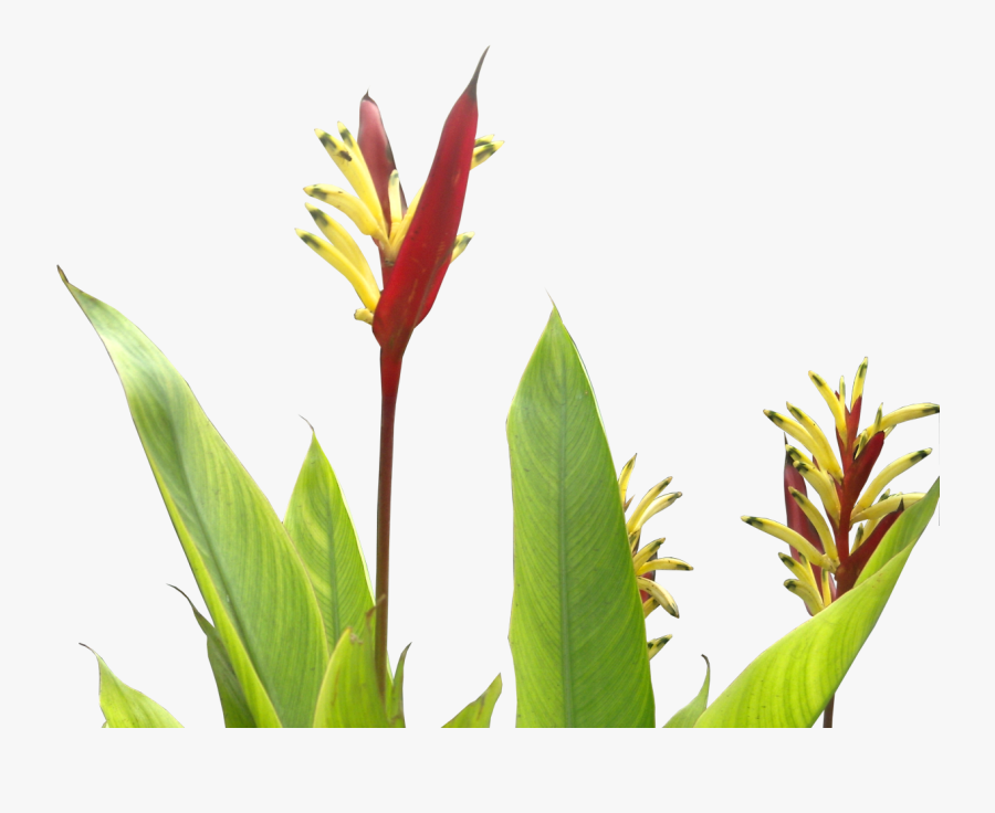 Tropical Plants Flower Png Clipart , Png Download - Ginger Plant Transparent Background, Transparent Clipart