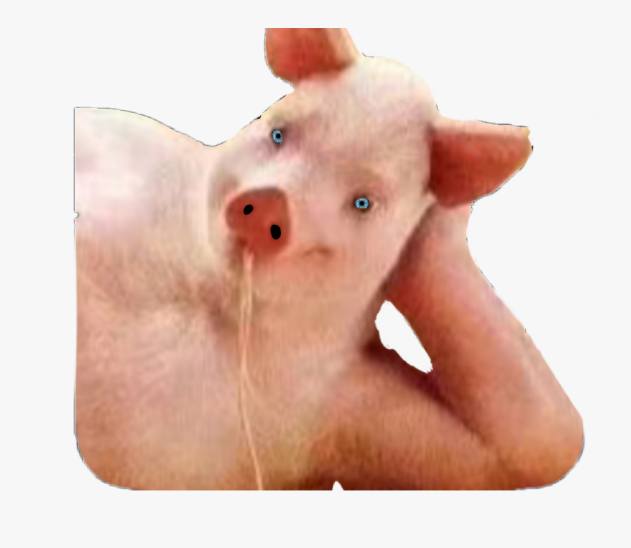 #porky #pig #bacon #ham #piggy #piginablanket #oink - Domestic Pig, Transparent Clipart