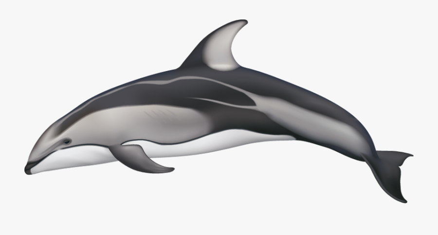Dolphins Drawing Simple Huge Freebie Download For Powerpoint - Pacific White Sided Dolphin Drawing, Transparent Clipart