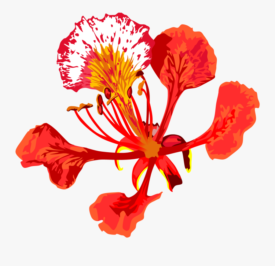 Clip Art Flamboyant Flor - Poinciana Flower Drawing, Transparent Clipart