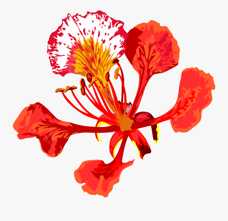 Clip Art Flamboyant Flor Poinciana Flower Drawing , Free Transparent