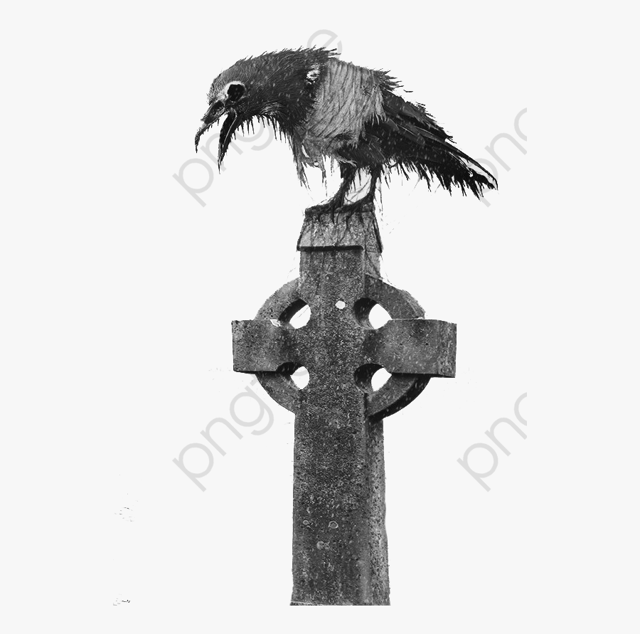 Crow On Black Png - Illustration, Transparent Clipart