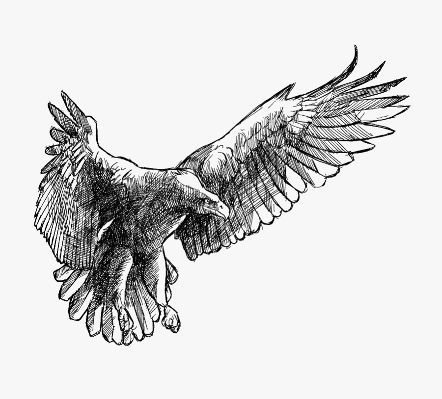 Eagle Transprent Png Free Download - Eagle Wings Drawings, Transparent Clipart