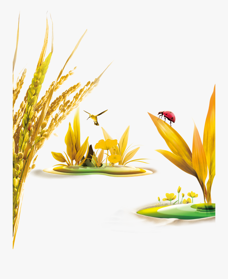 Oats Wheat Wheat Birds Ladybug 1969*2362 - Transparent Background Wheat Image Png, Transparent Clipart