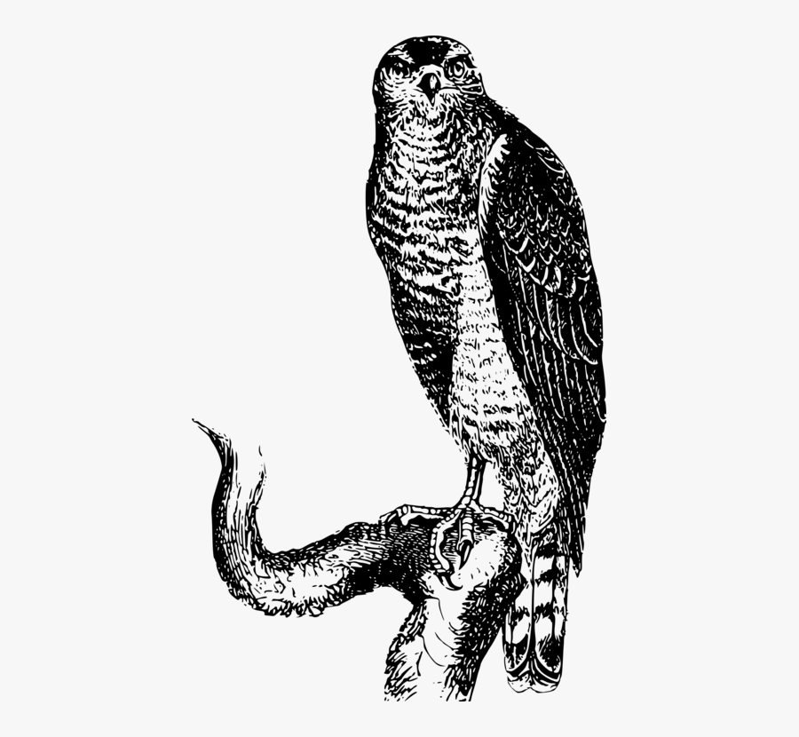 Hawk Perched Black And White, Transparent Clipart