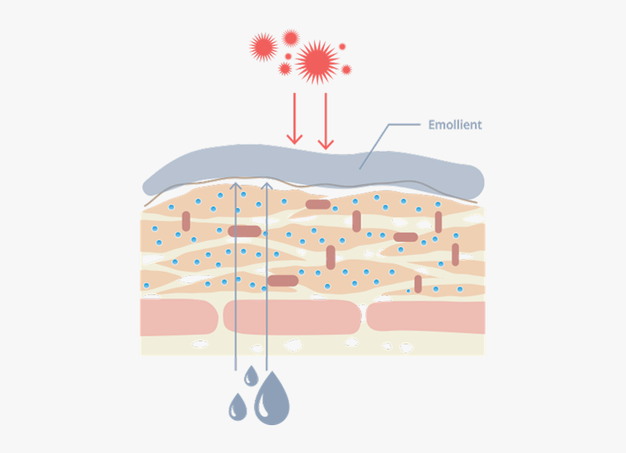 How To Treat Dry - Emollient Mode Of Action, Transparent Clipart