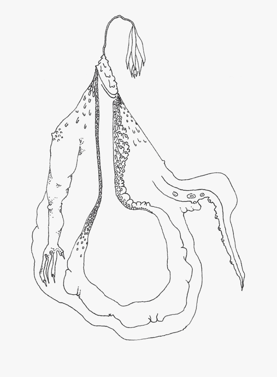 Transparent Stomach Png - Line Art, Transparent Clipart