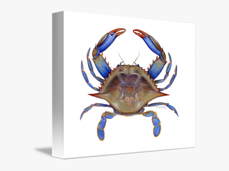 Blue Crab Transparent, Transparent Clipart