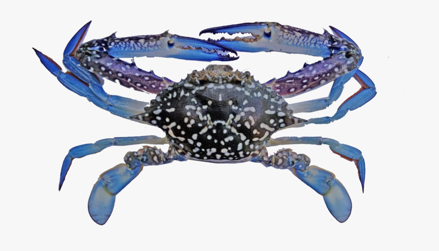 Transparent Crab - Blue Swimming Crab Indonesia, Transparent Clipart
