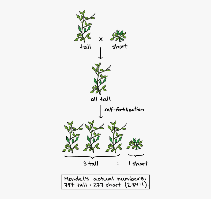 Pea Plant Clipart - Mendel Pea Plants, Transparent Clipart