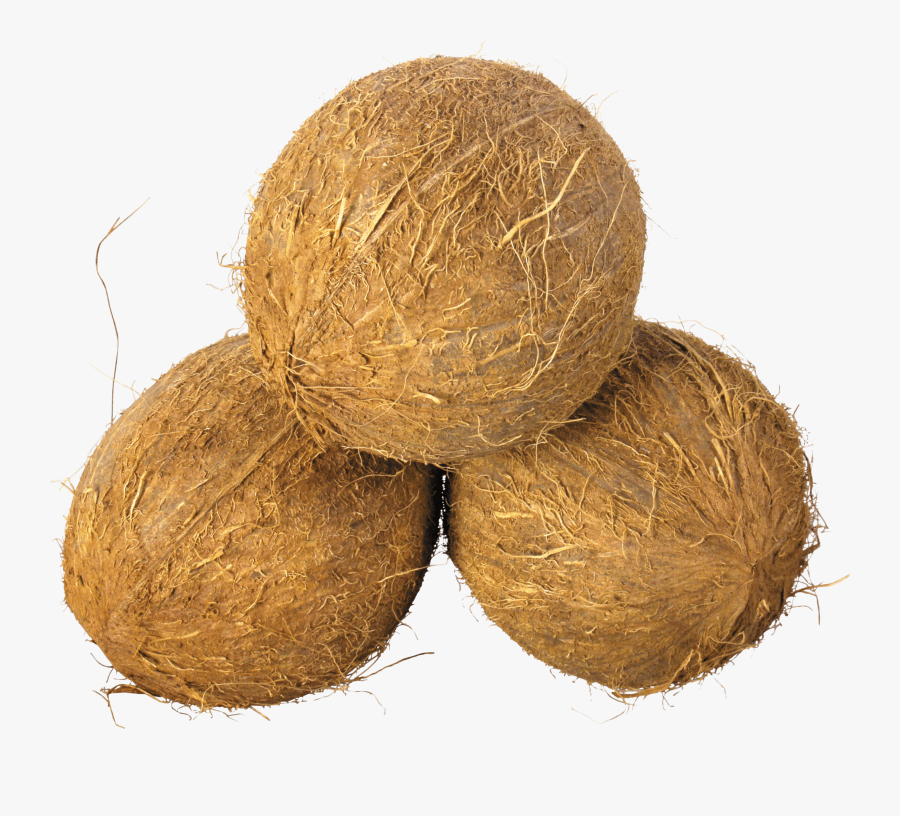 Coconut Trio - Coconuts Png, Transparent Clipart