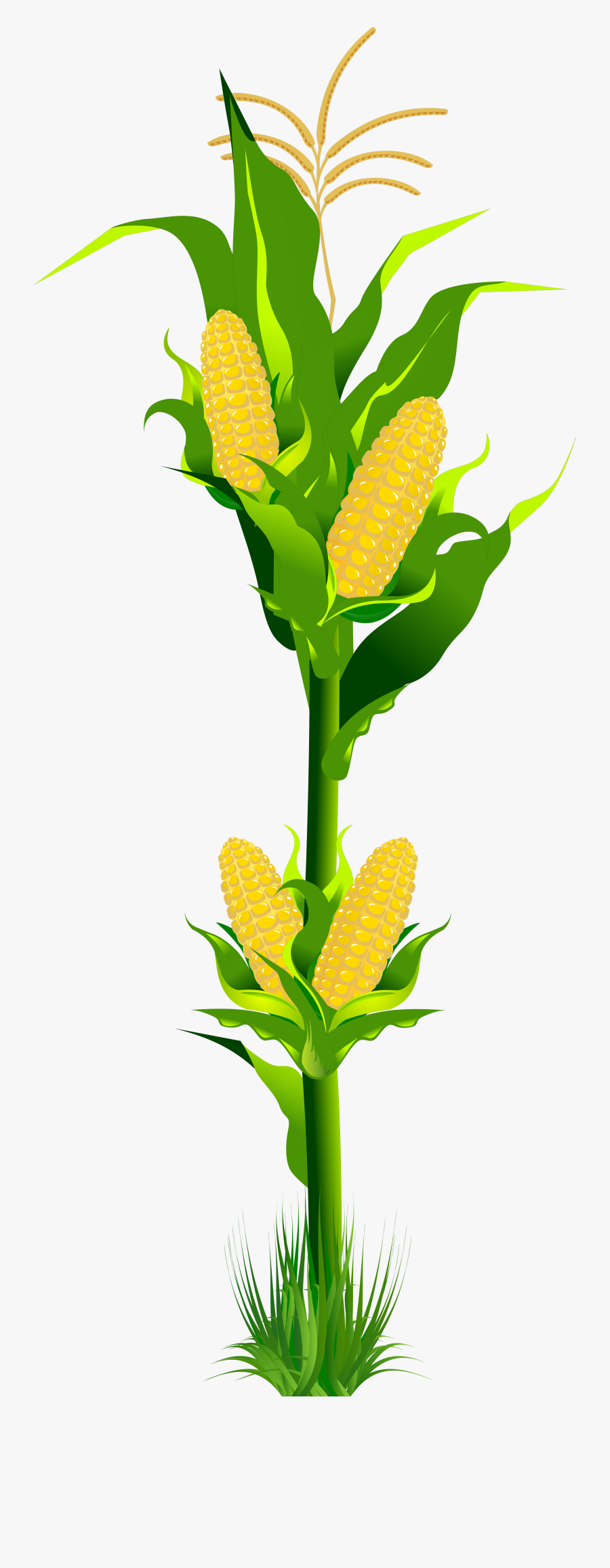 Banner Royalty Free Stock Png Gallery Yopriceville - Corn Plant Clipart, Transparent Clipart