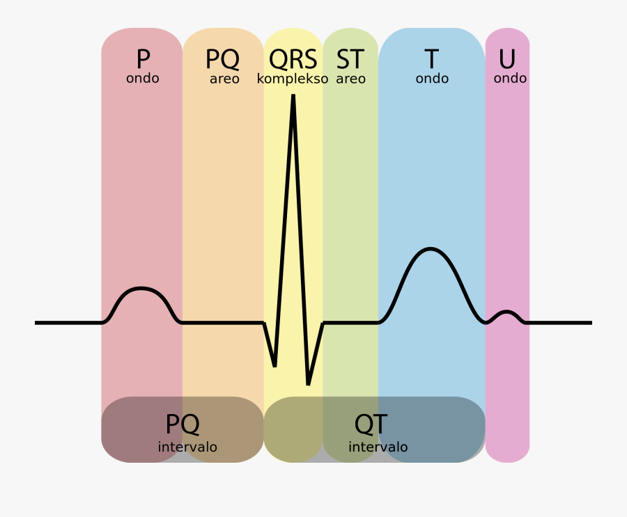 Clip Art Ekg Labeled Diagram - Ecg For Beginners , Free Transparent