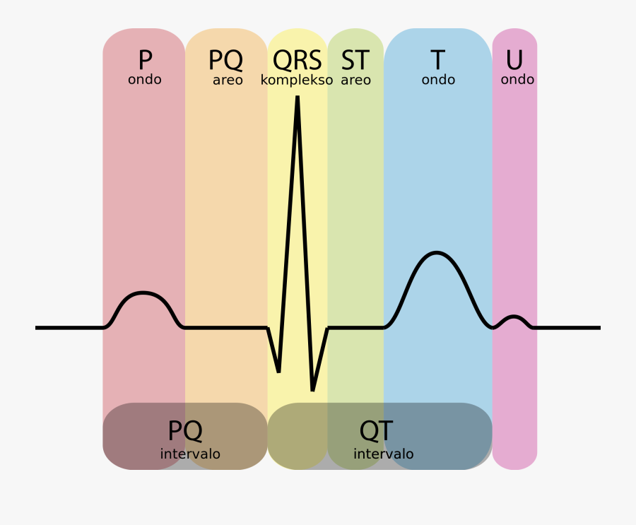 Clip Art Ekg Labeled Diagram - Ecg For Beginners, Transparent Clipart