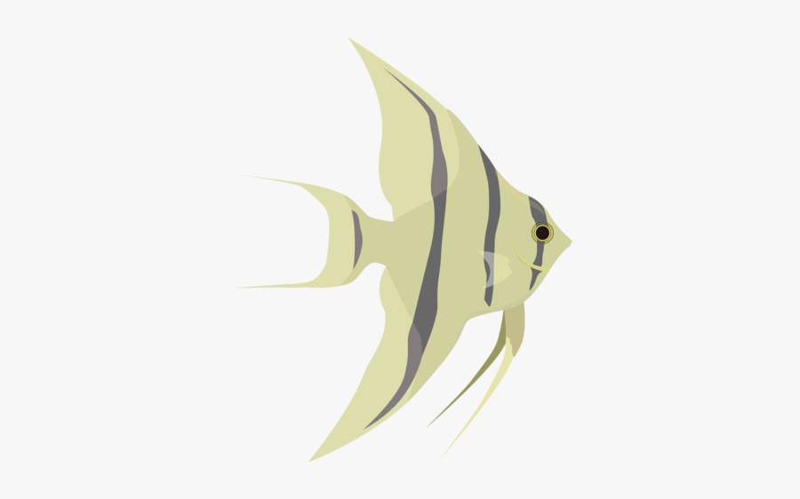 Fish,tail,fin - Portable Network Graphics, Transparent Clipart