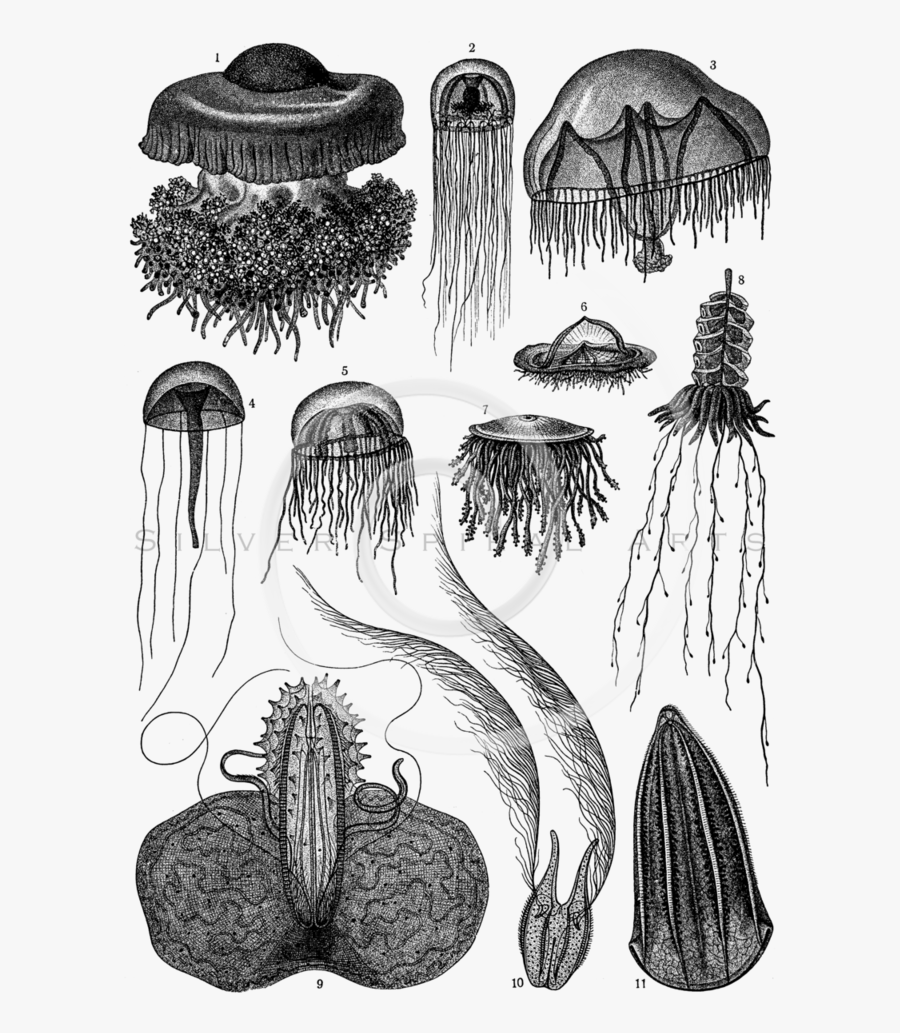 Jellyfish Lithograph, Transparent Clipart