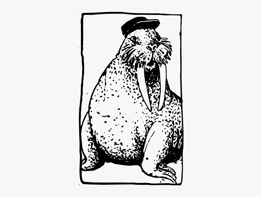 Walrus In A Hat - Illustration, Transparent Clipart