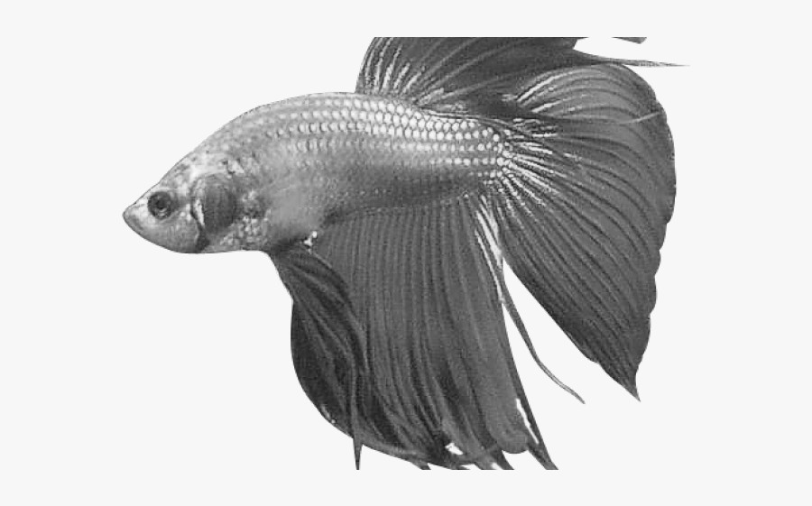 Betta Fish Transparent Background, Transparent Clipart