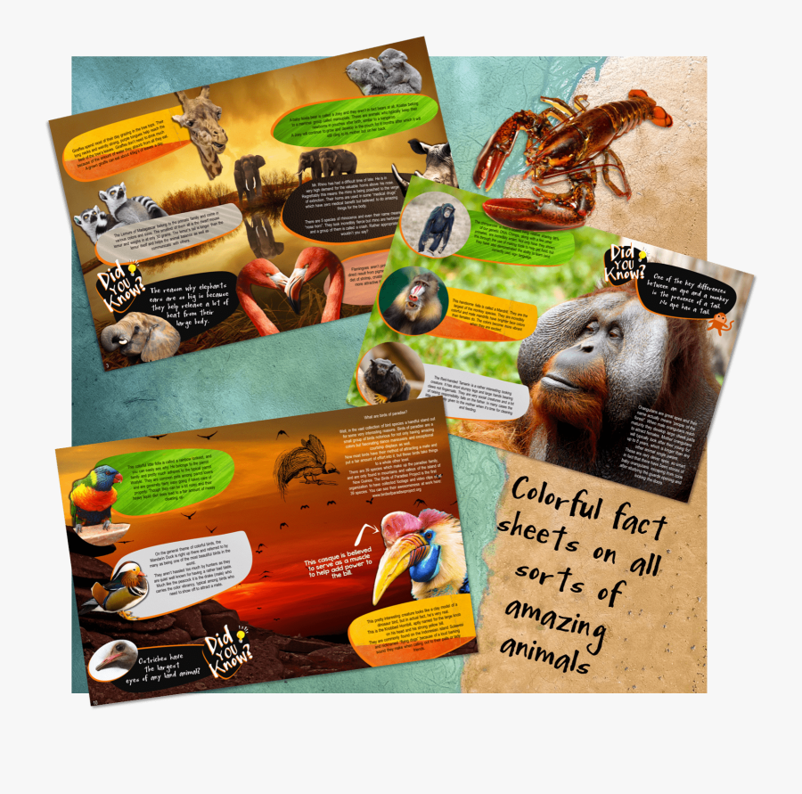 Octopus, Transparent Clipart