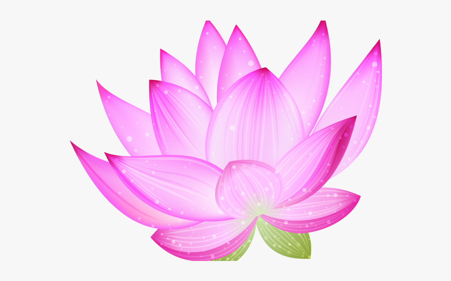Lotus Flower Transparent, Transparent Clipart