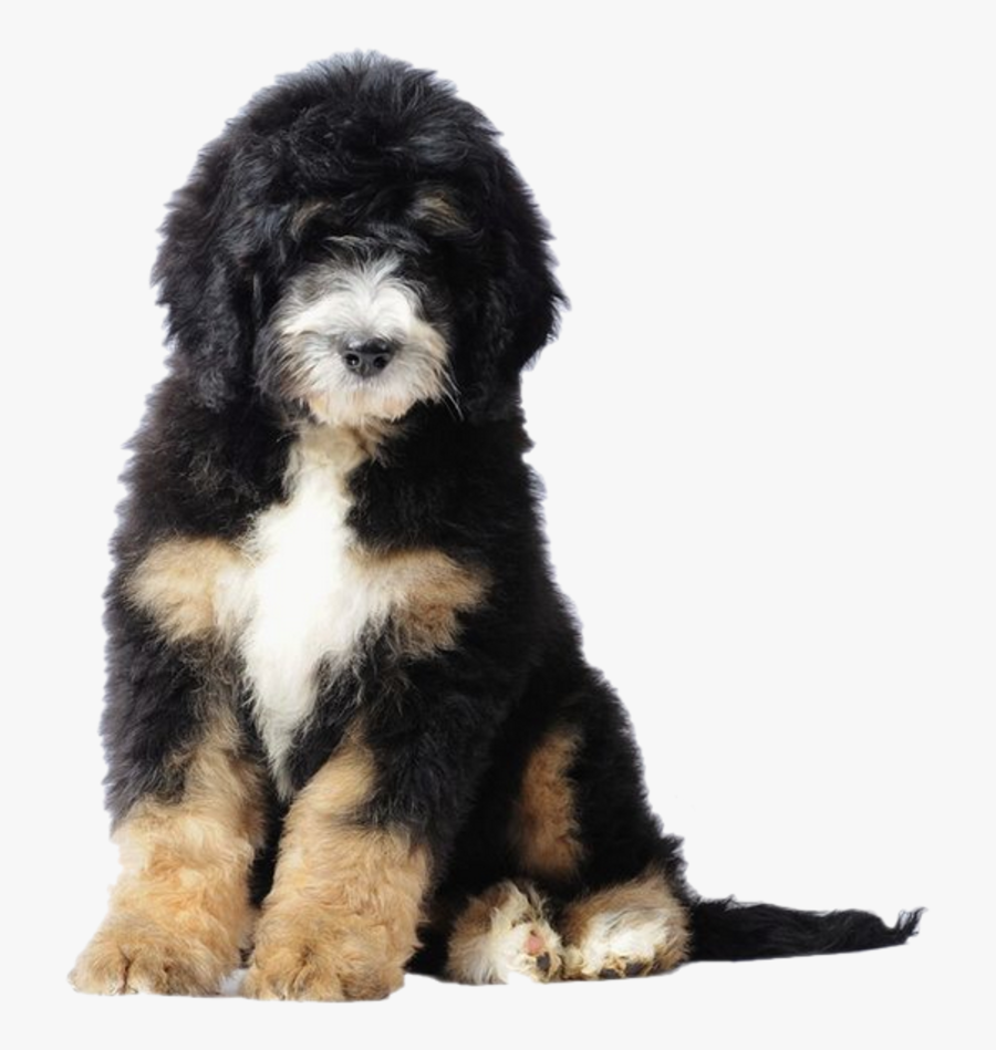 goldendoodle and bernese mountain dog
