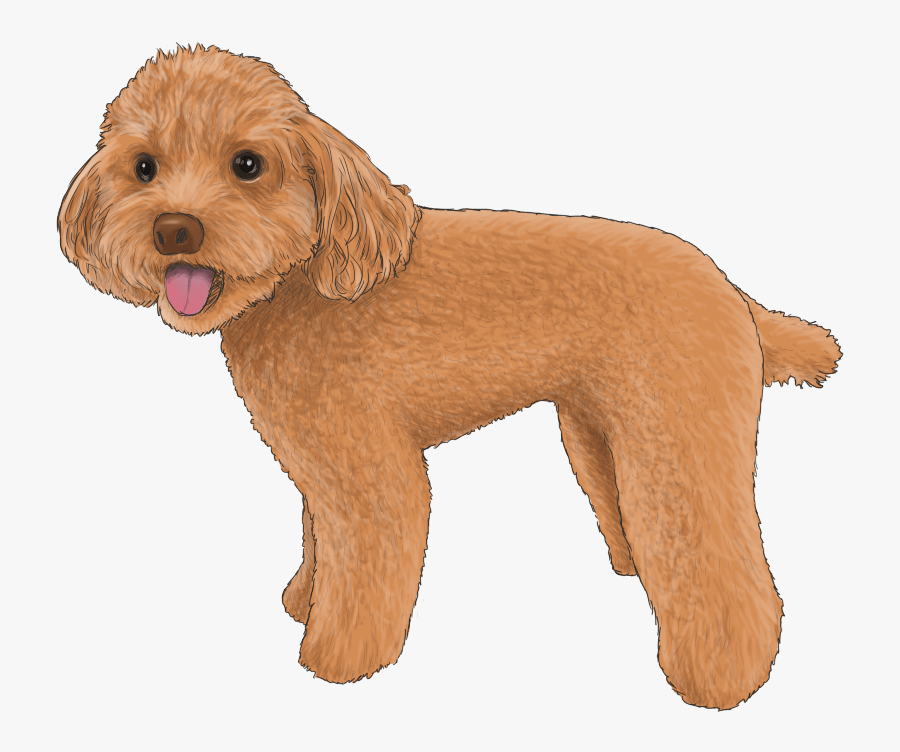 miniature cavapoo