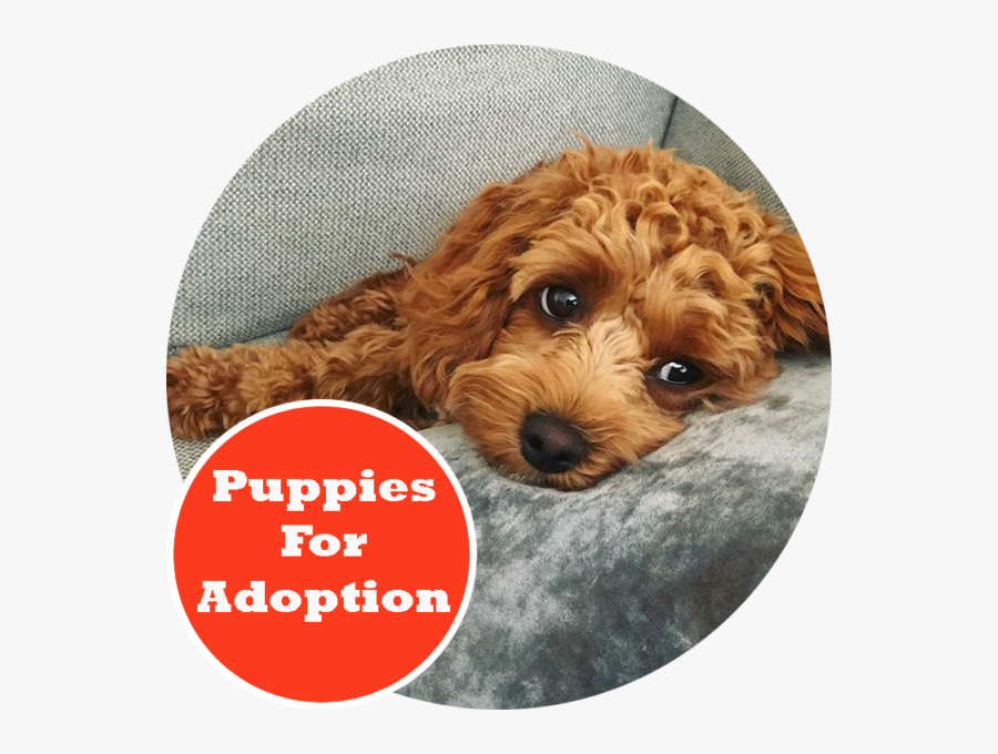 Drawn Puppy Cavoodle - Cheap Cavoodle Puppies For Sale, Transparent Clipart
