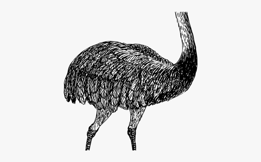 Png Image Ostrich Clipart Black And White Png, Transparent Clipart