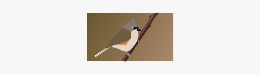 Angle,bird,joint - Belted Kingfisher, Transparent Clipart