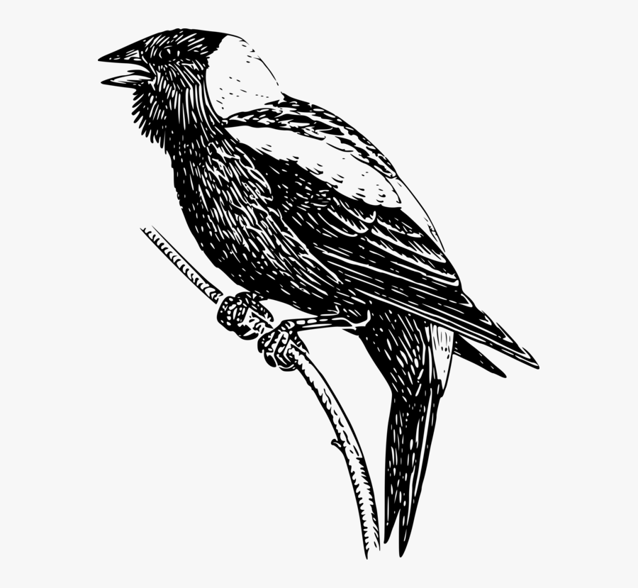 Bird Of Prey,wildlife,monochrome Photography - Drawing Of A Bobolink, Transparent Clipart